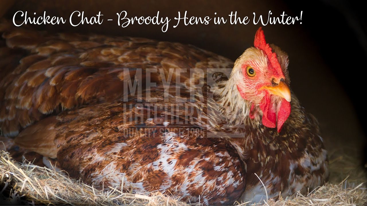 Chicken Chat - Broody Hens in the Winter!