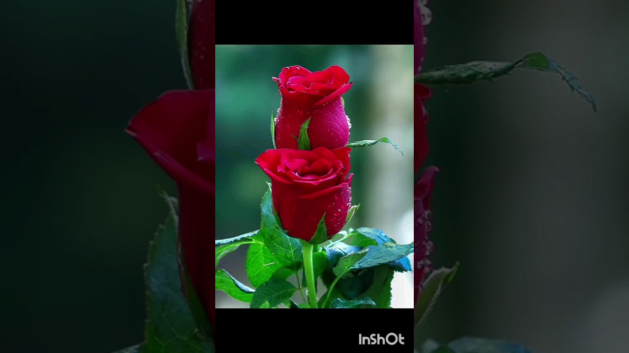Rose Lover's 