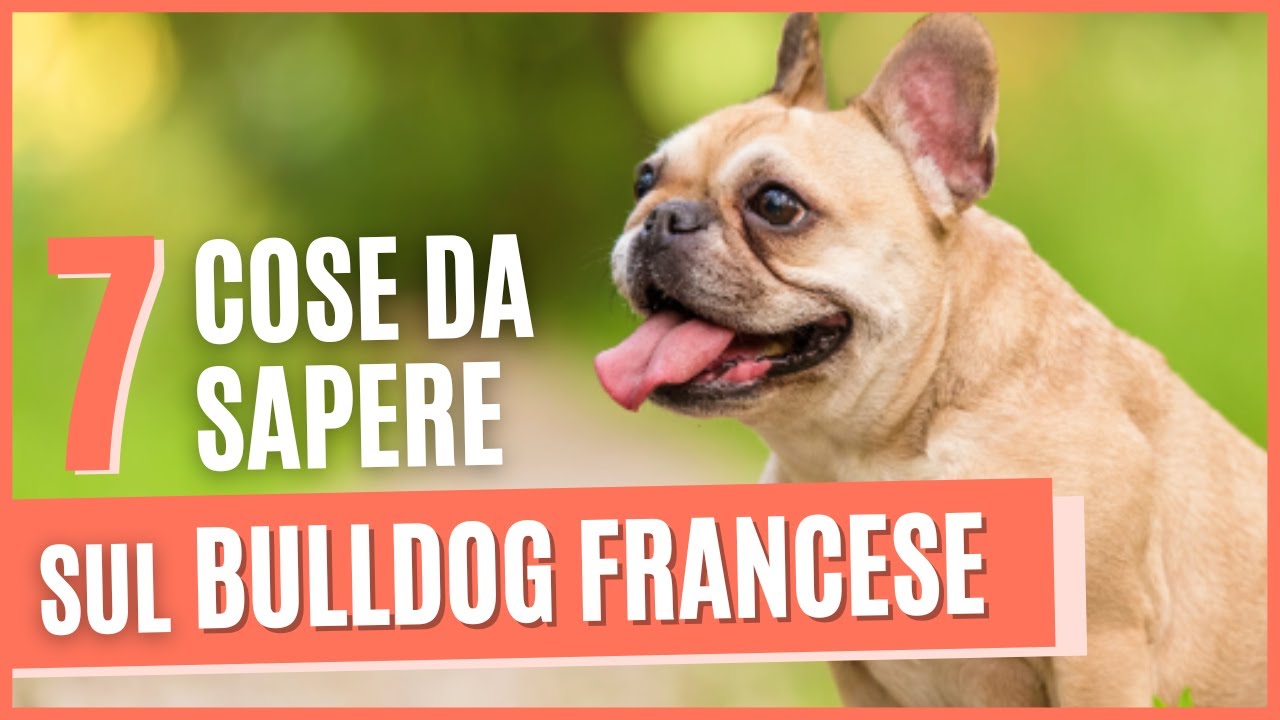 BULLDOG FRANCESE curiosità |7 Cose da sapere prima di prendere un BULLDOG | Pro e contro