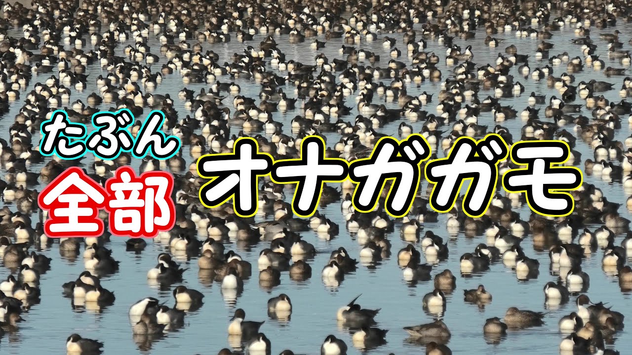 たぶん全部オナガガモ　A large flock of Northern Pintails on the water【 Nussie Village / ぬっしー村 】