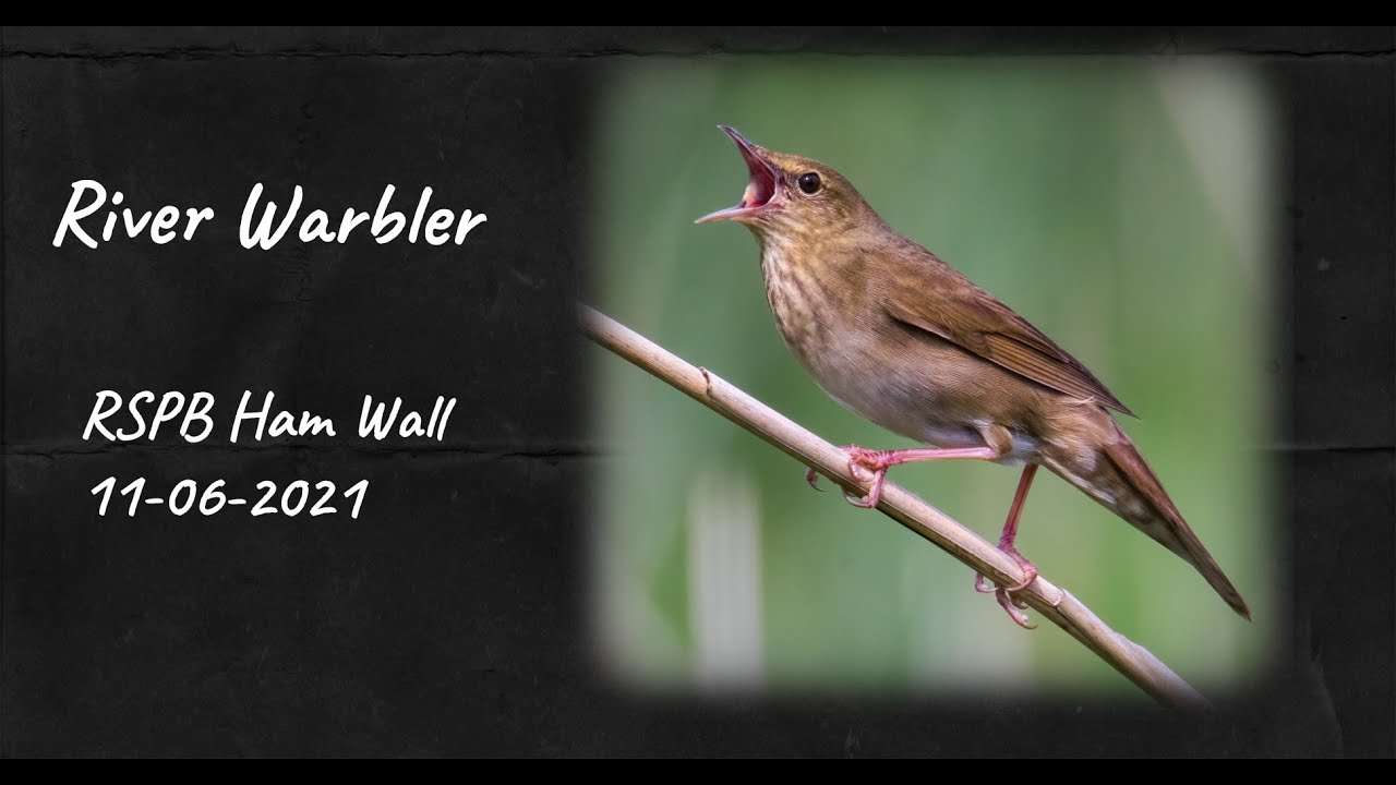 The rare River Warbler singing in the UK
