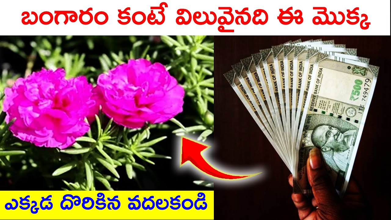 బంగారం కంటే విలువైనది ఈ మొక్క ఎక్కడ దొరికిన వదలకండి