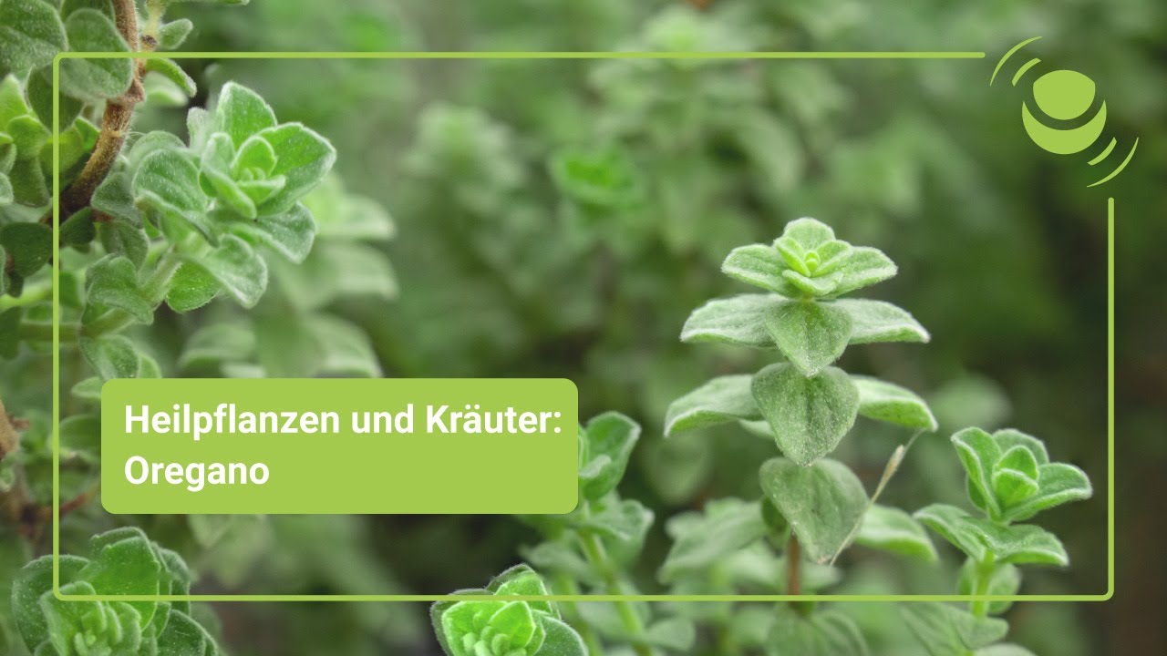 Oregano – Alles, was du über seine Wirkung wissen solltest.