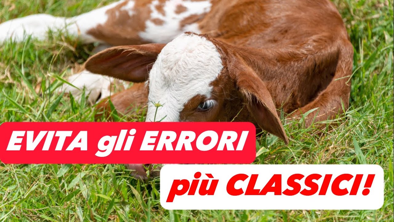 VACCHE | Come Iniziare a Gestire Qualche Vacca 🐮
