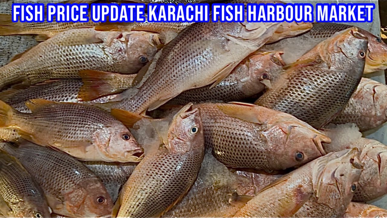 FISH PRICE UPDATE KARACHI FISH HARBOUR MARKET February 26, 2026