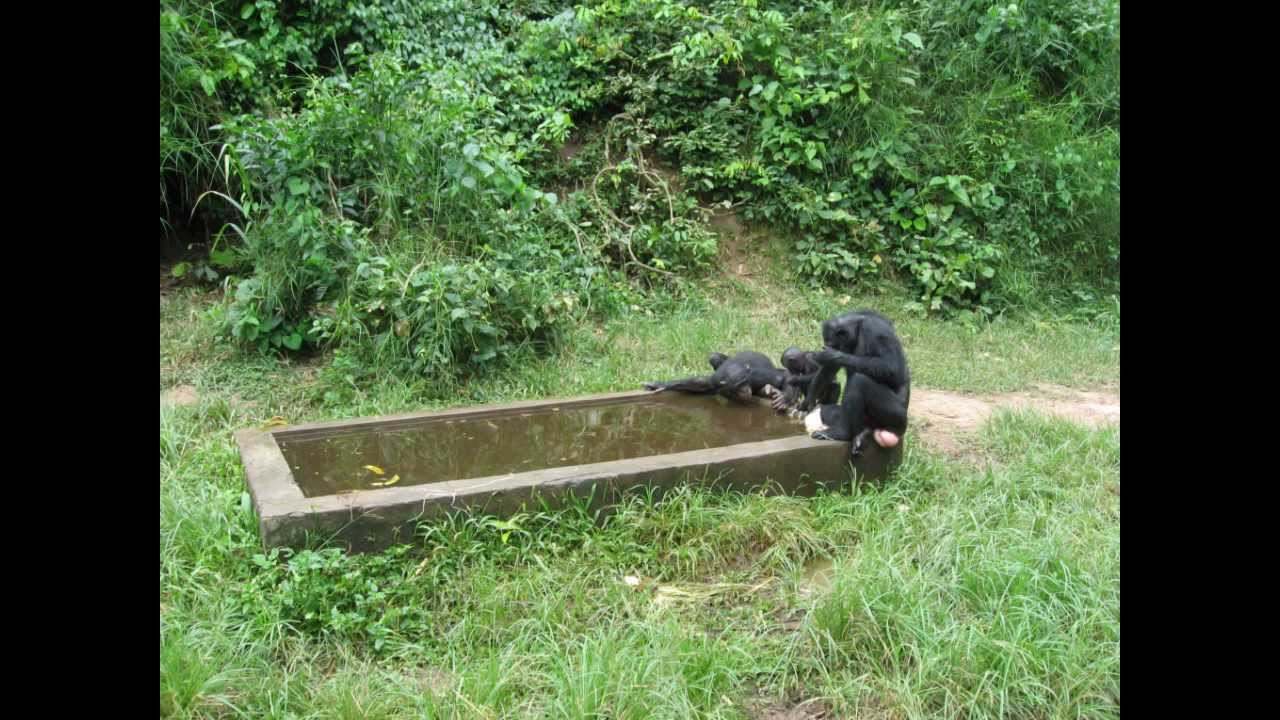 LOLA YA BONOBO, Congo, Kinshasa, Sanctuaire Kinois, RDC, Monkeys, 2008, by @HabariSalam +