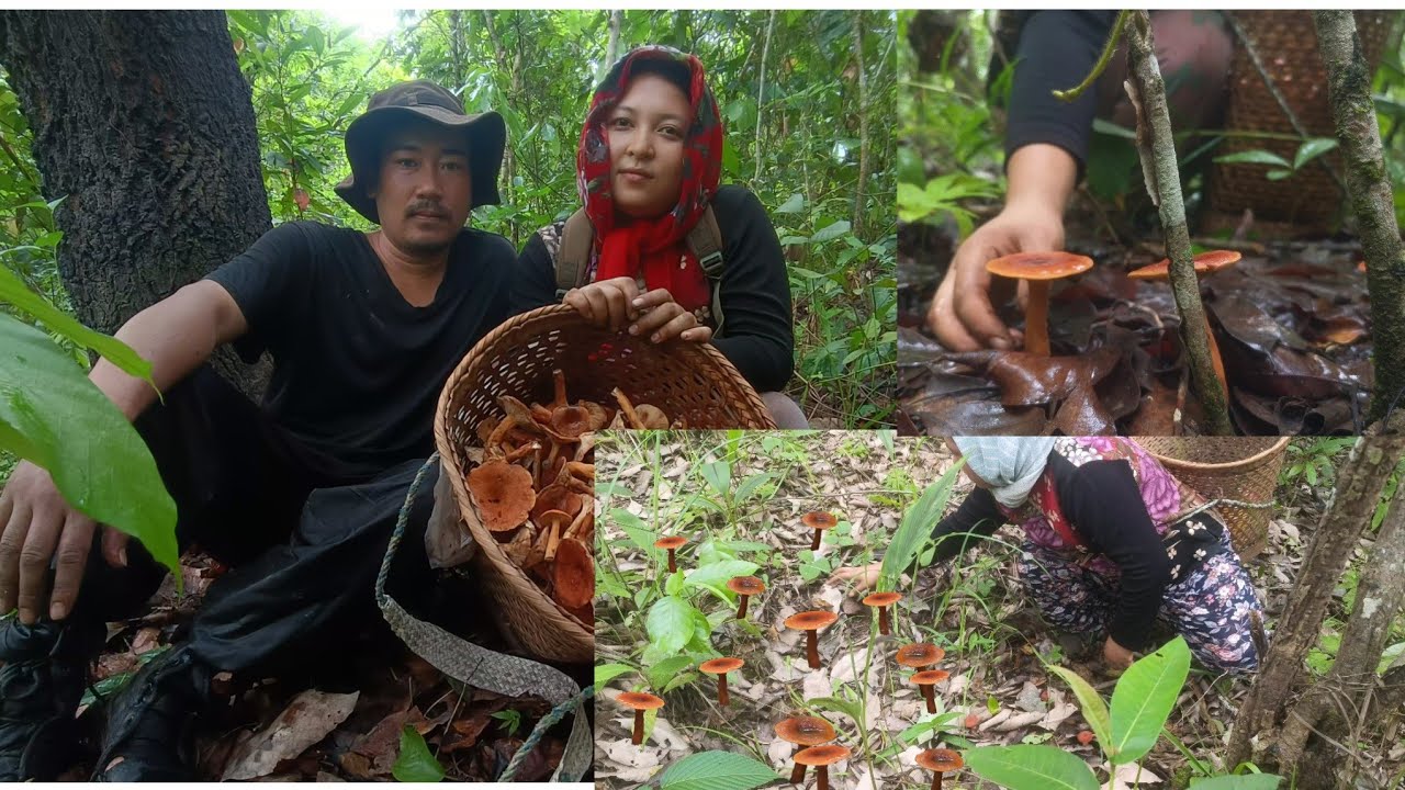 Harvesting lots of wild MUSHROOMS in the forest ||  Khomthokpi thibase ngasidi SAM thanhan daba yade