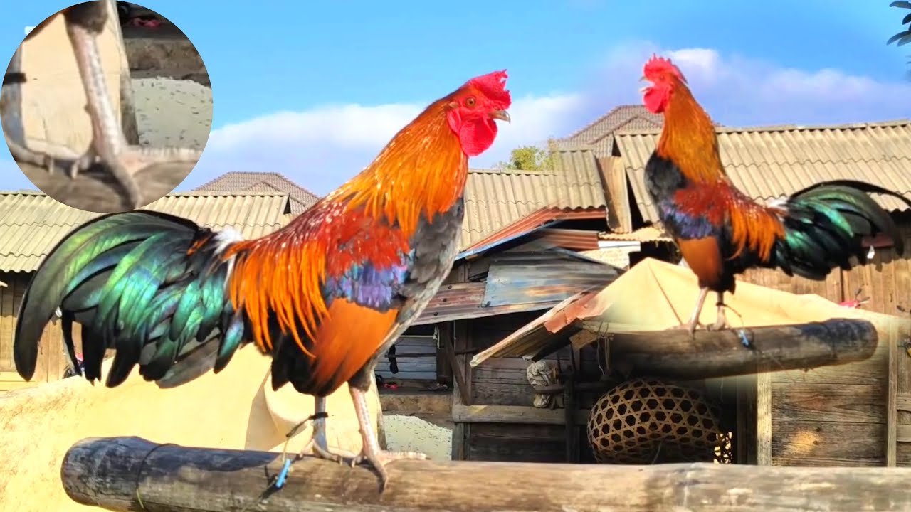 Saib tu nyuam qaib dib no nawb tu tswv dib tau ob tug lawm nawb quas zoo kawg li 