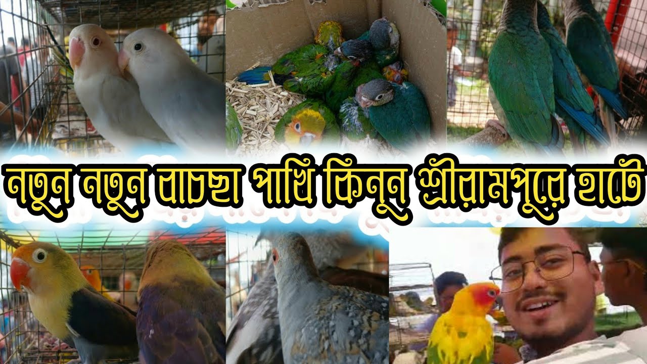 হুগলি জেলার বিখ্যাত পাখির হাট সব থেকে কম দামে 😃 serampore pet market  serampore Bird market 