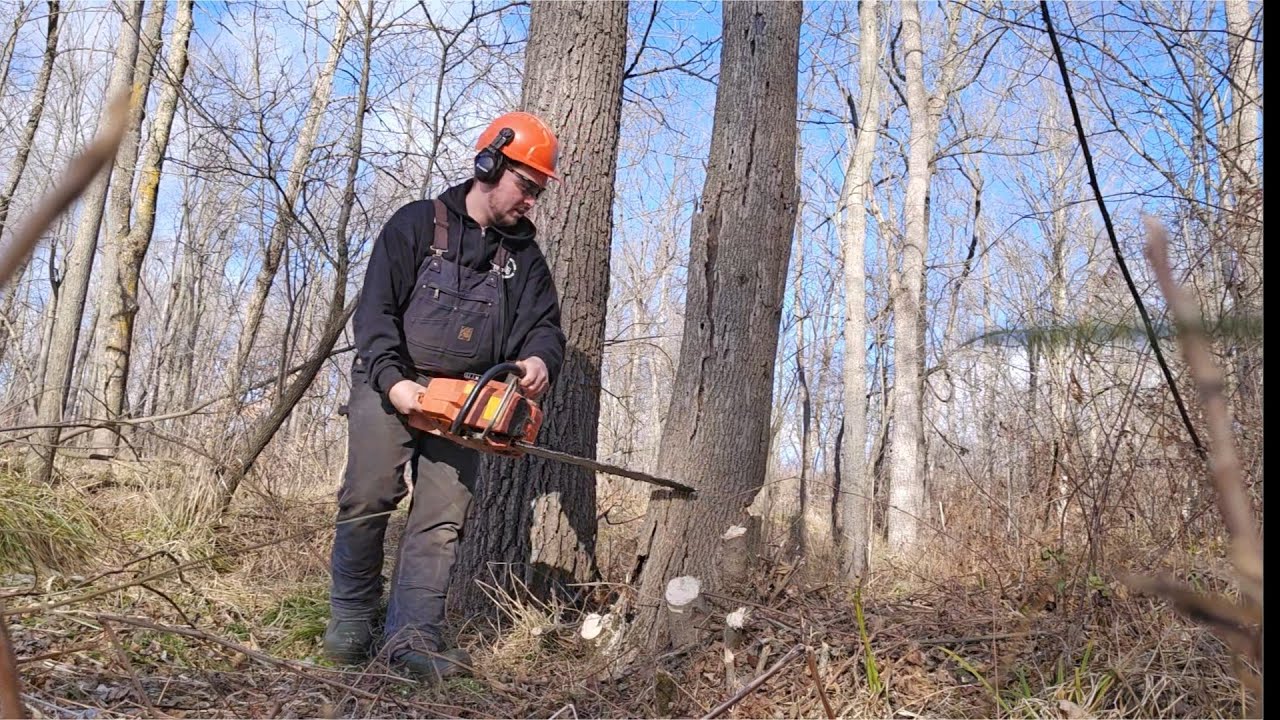 Husqvarna 268 vs Hung up Ash Tree