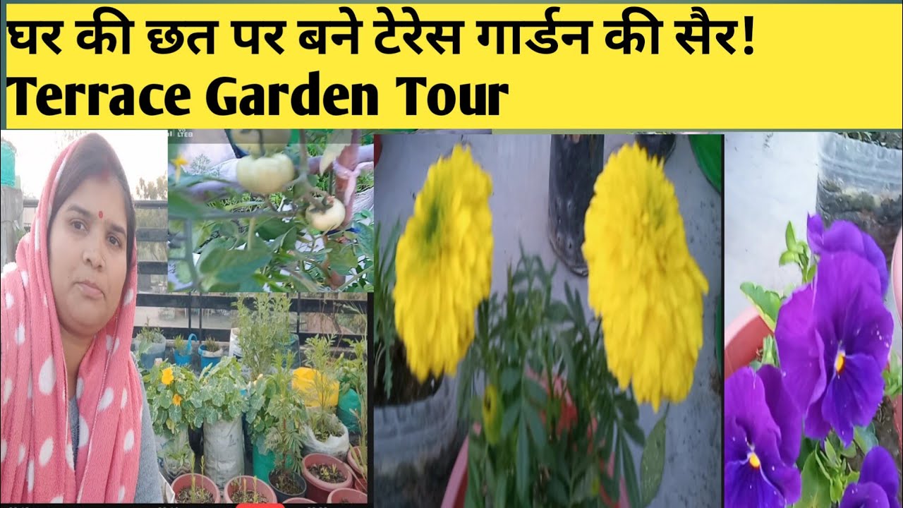 घर की छत पर बने टेरेस गार्डन की सैर! Terrace Garden Tour Video In Hindi #garden