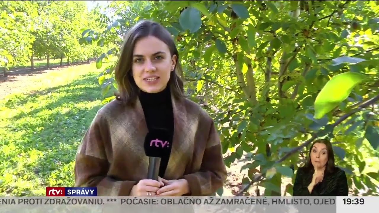 Čak&aacute; n&aacute;s v&yacute;born&aacute; sez&oacute;na - vla&scaron;sk&eacute; orechy zo sadov Podunajsk&eacute; orechy