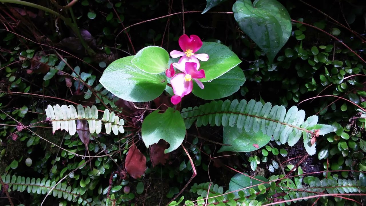 手入れのしていない庭の植物や花　地元の花など（Isadora -  Paul Mauriat)