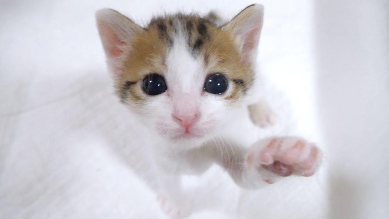 甘えん坊過ぎ子猫が抱っこして！とやってきて‥‥【赤ちゃん猫　保護猫】