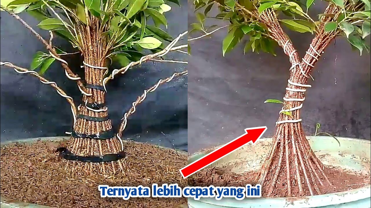 Terpaksa ubah konsep gabung kimeng!!! Membuat bonsai kimeng gabungan