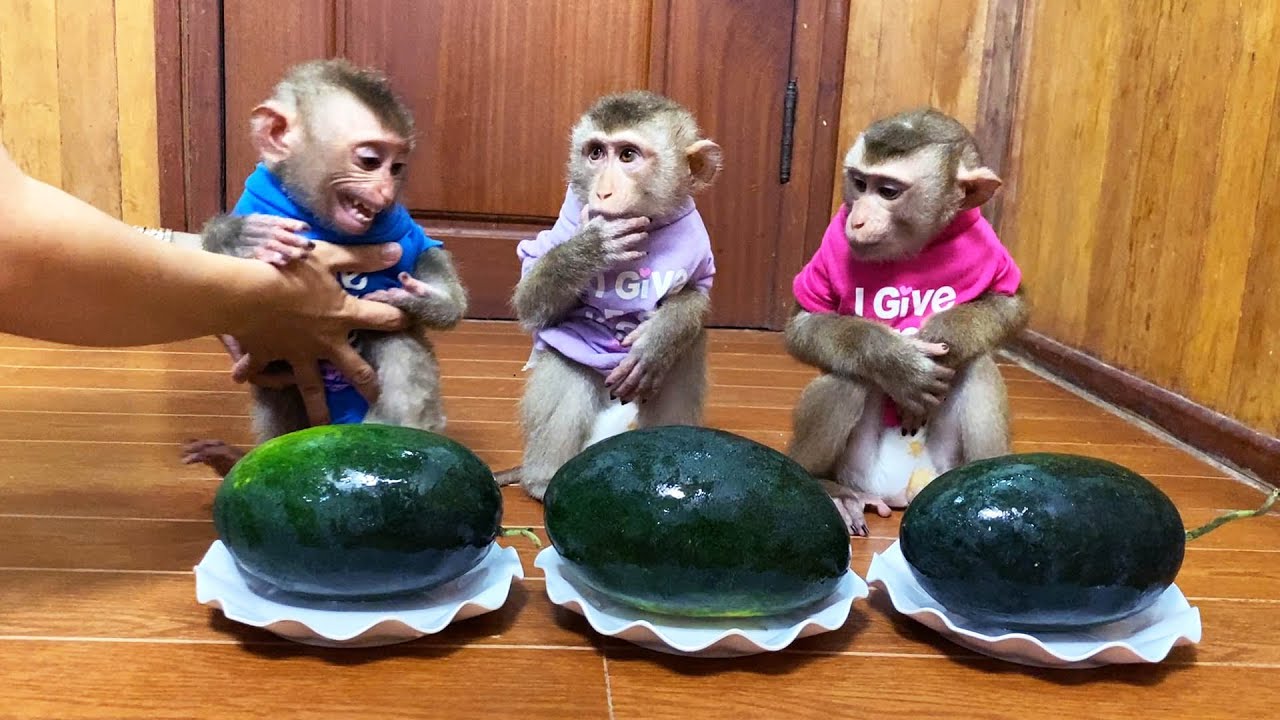 Braat Flloyd Want To Eat WatermeIon While JJ_s Are So Patient