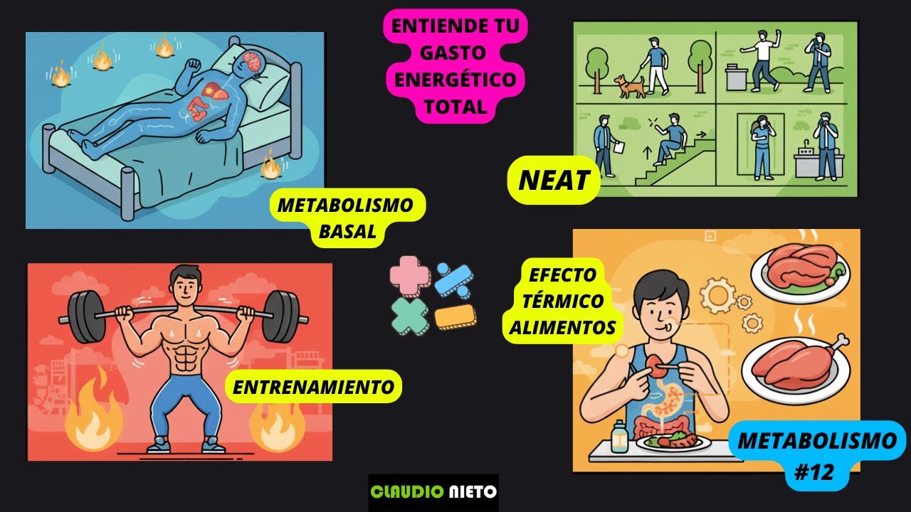 METABOLISMO 12: Cómo funciona tu metabolismo de verdad (y por qué no engordas solo por comer)