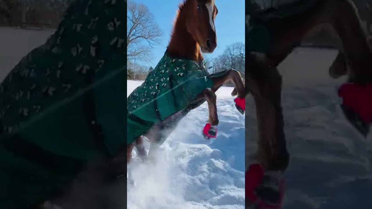 Horse is having the best time playing in the snow!