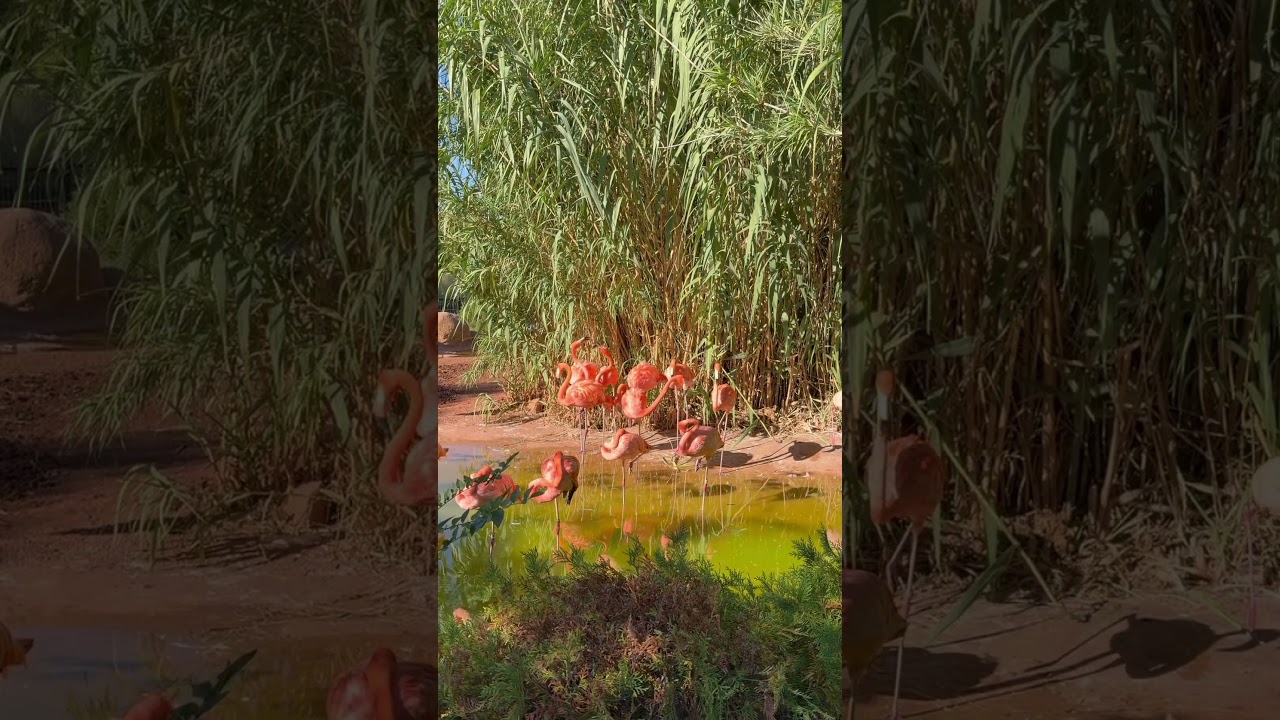 September 24, 2025, watching Caribbean flamingos #birdsoftheworld #birdslovers #birdspecies #abqzoo