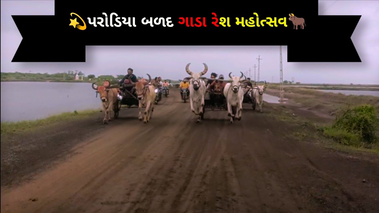 🐂પરોડિયા બળદ ગાડા રેશ મહોત્સવ 🙏 આશાપુરા માતાજી ની જાતર નિમિત્તે #bull 