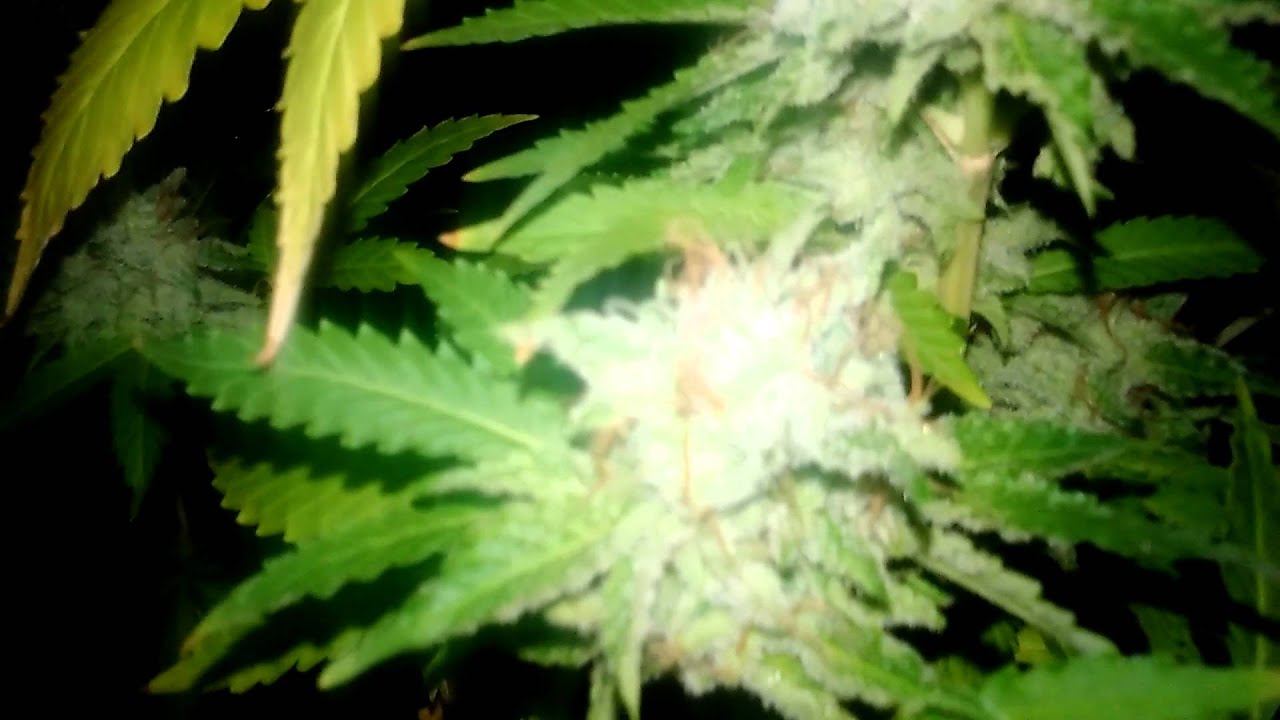 TGA space bomb harvest day
