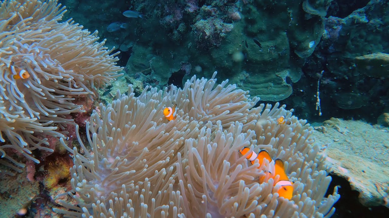 Krabi four islands dives in 4K