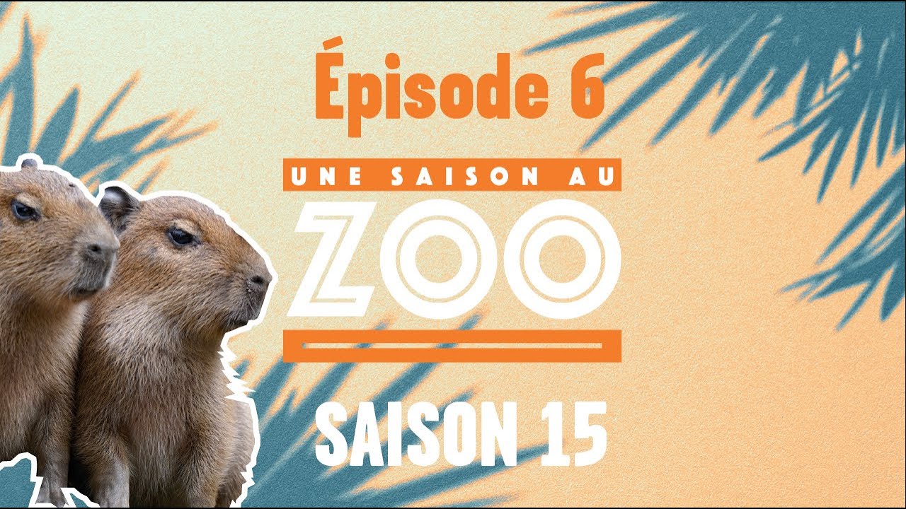 Les capybaras jouent les malicieux au moment du nourrissage des autres animaux ! (S15E06) [INTEGRAL]