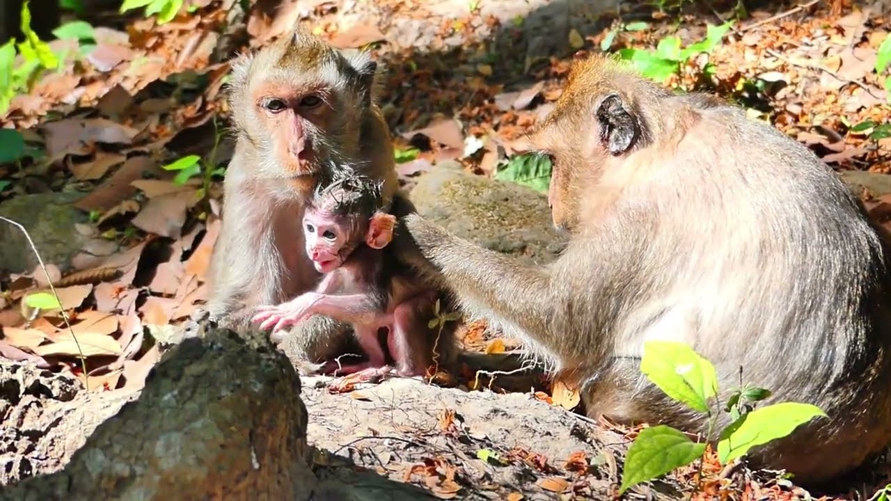 Jades monkey try care of baby, That grandchild