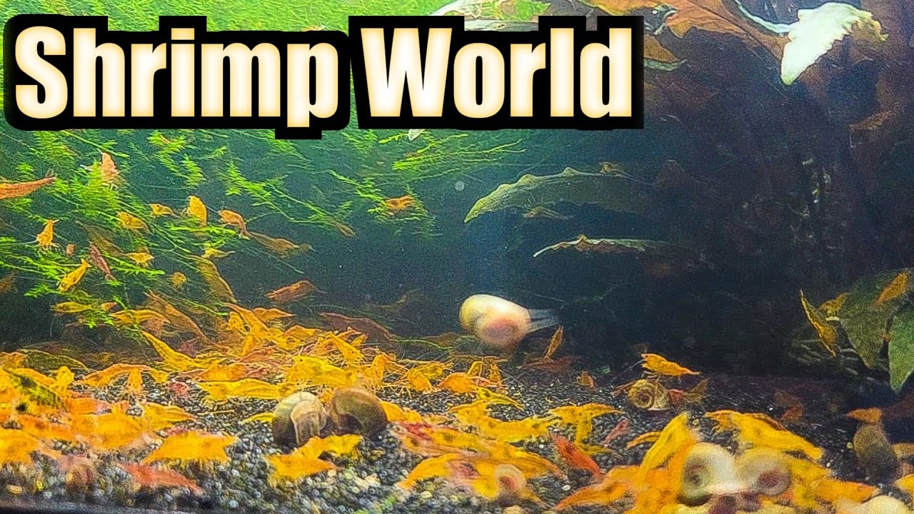 Shrimp World — миллионы креветок во всех моих аквариумах с креветками