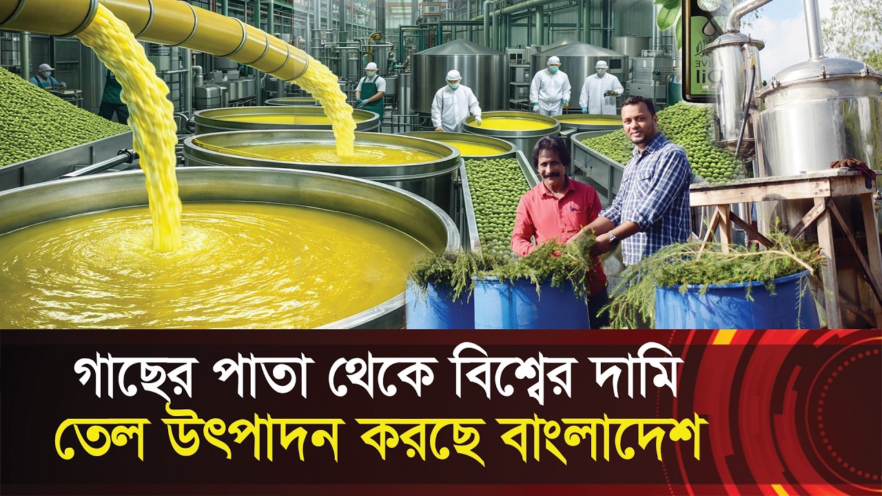 গাছের পাতা থেকে বিশ্বের দামি তেল উৎপাদন করছে বাংলাদেশ !! ৫০ হাজার টাকা লিটার !! Tea Tree Oil