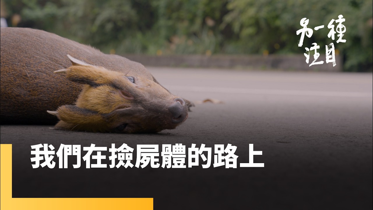 鹿出沒注意　路殺議題成車禍新型態　車毀鹿亡｜另一種注目｜#鏡新聞