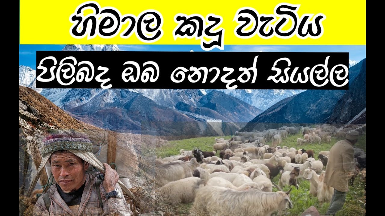 සුන්දර හිමාලයේ ඔබ නොදත් සියල්ල