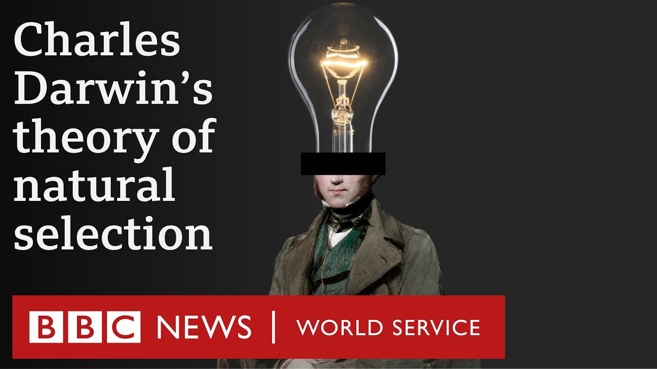 What is Charles Darwin&rsquo;s theory of evolution? - BBC World Service