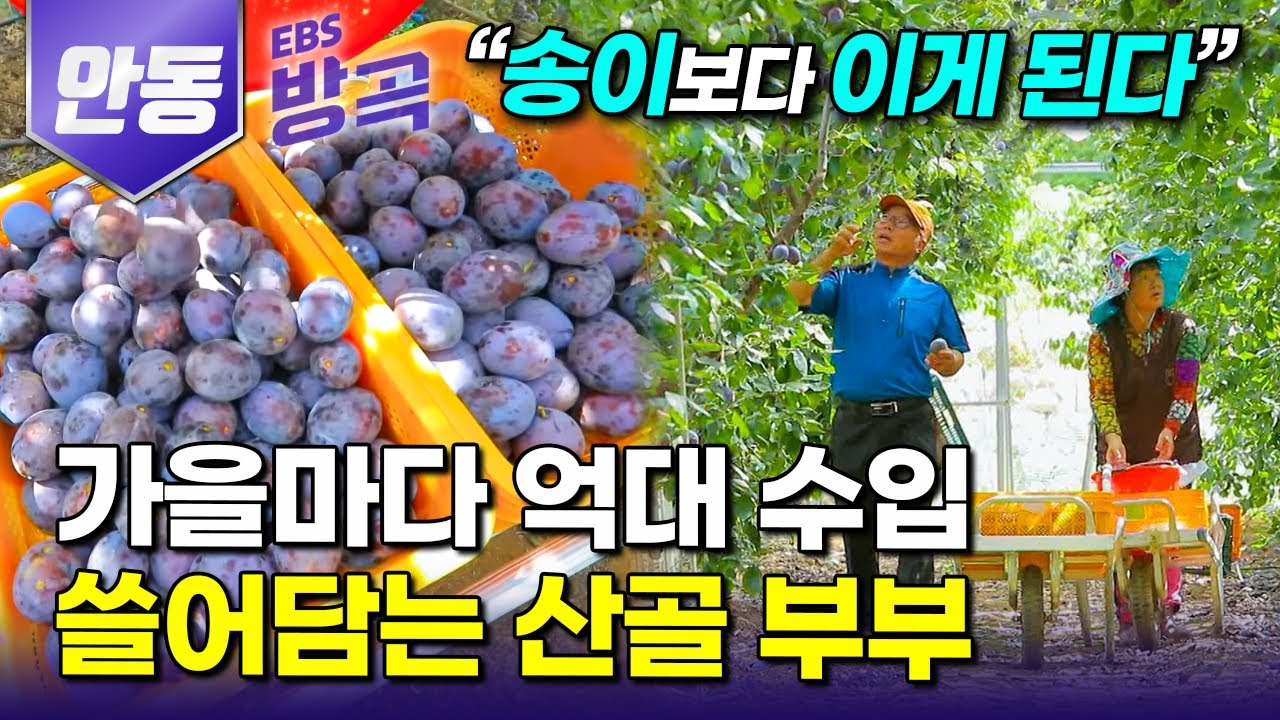 [경북 안동] 