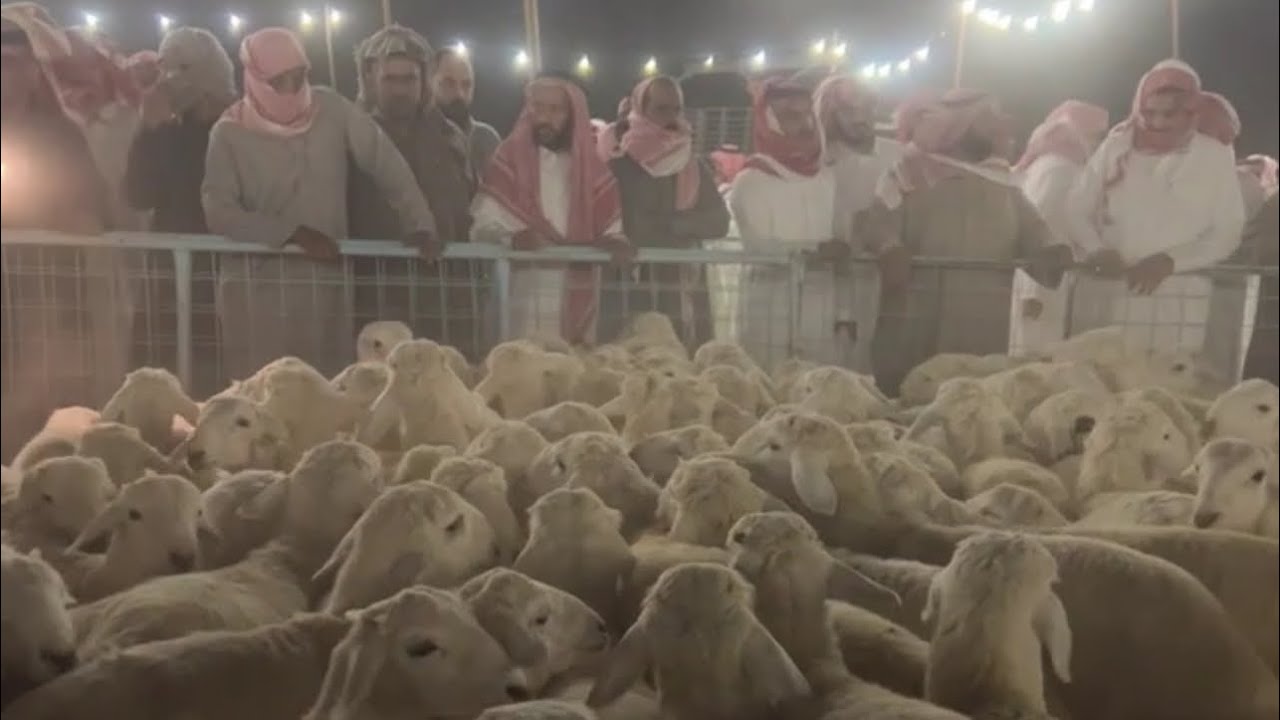 اسعار البهم والذبايح بسوق الثلاثاء بعد صلاه التراويح بالقرشيات شمال الطايف ١٤٤٧/٩/٢٨هـ