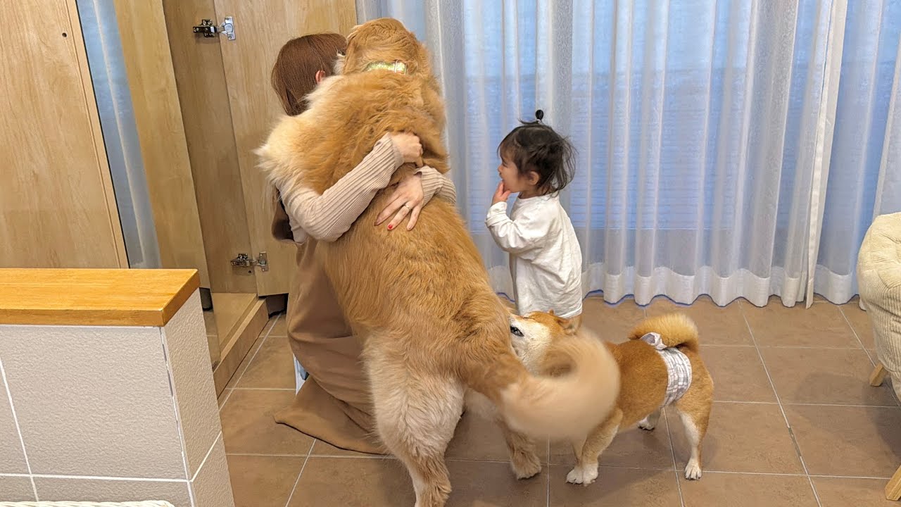 突然いなくなったママを必死に探し出そうとする豆柴とゴールデンレトリバーと1歳児