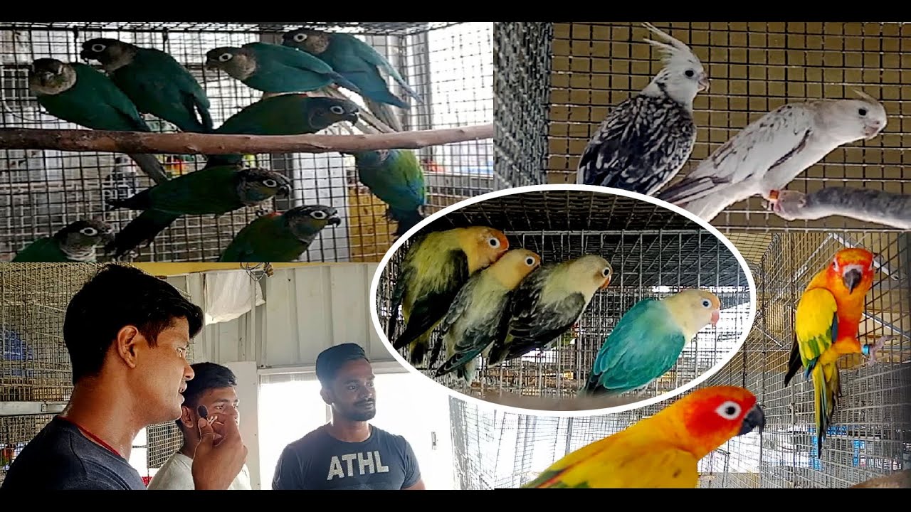 Breeding preparation for my all new Birds for coming season||Lovebirds Progress||KolkataLovebirds||