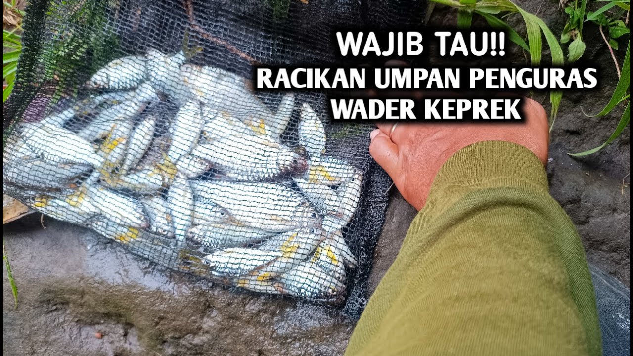 WAJIB TAU‼️GAK ADA OBAT UMPAN INI‼️ PENGURAS WADER KEPREK‼️