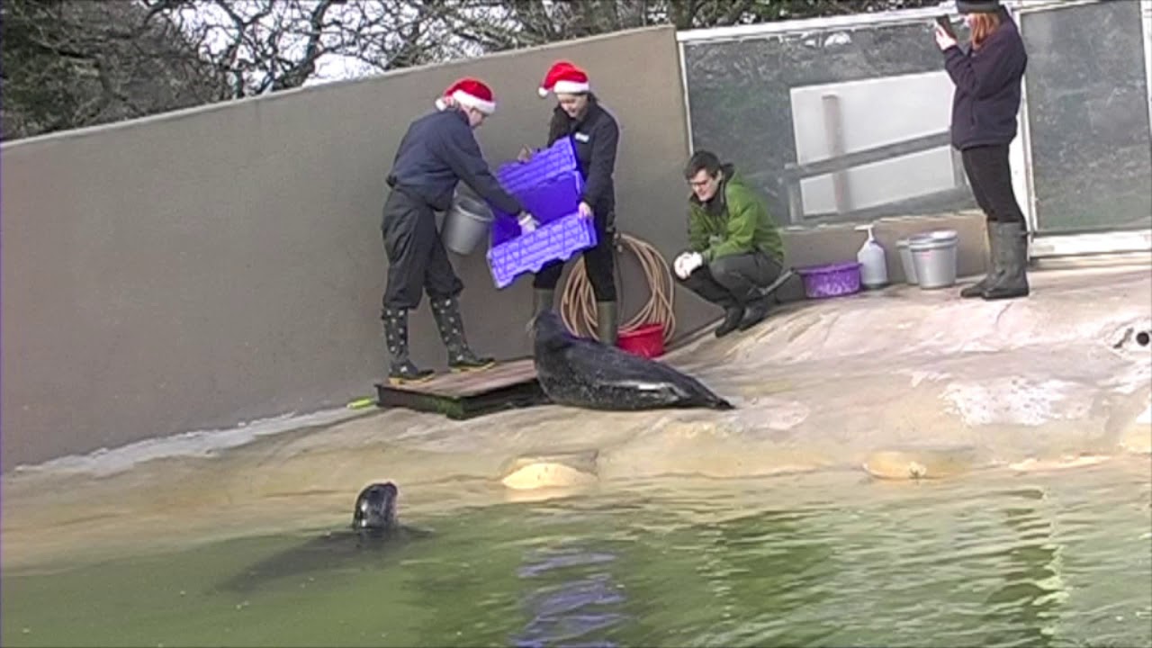 Gweek/Cornwall  -   in December