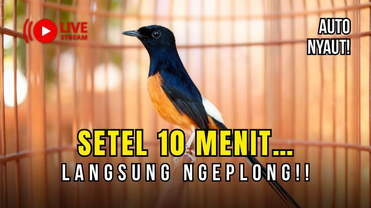 🔴LIVE 58 -  MURAI BATU GACOR DORR! Masteran Isian Pilihan | Mental Langsung Naik
