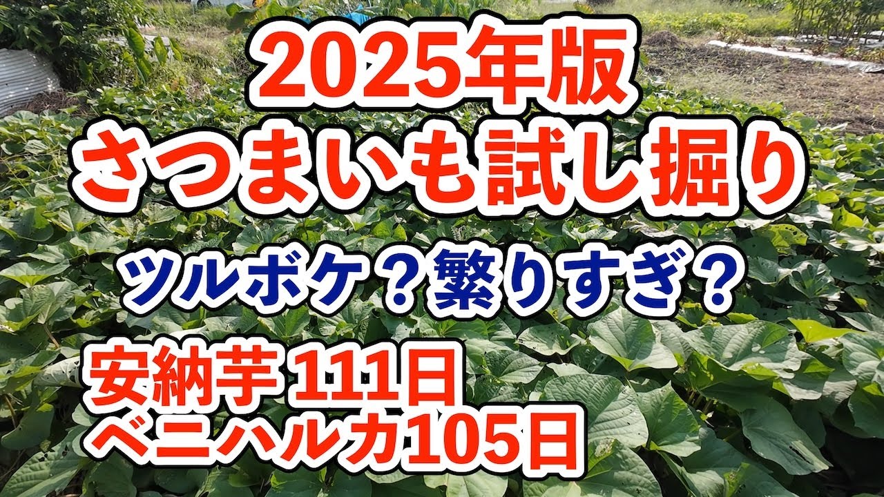 【家庭菜園】さつまいもの試し掘り 202500928