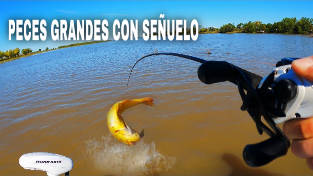 Lugar LLENO de PECES GIGANTES con SEÑUELO🤯
