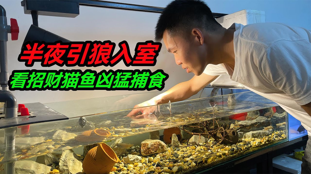 半夜家裡來了一位不速之客，據説是來看我養的魚，其實不懷好意