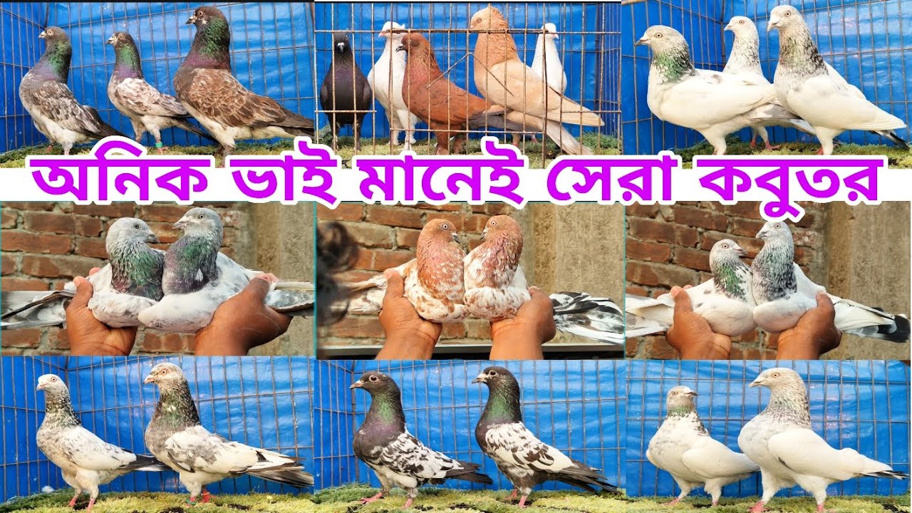 বাজেটের মধ্যে সেরা গিরিবাজ ও কিছু কালারিং কবুতর কিনুন Gribaz kobutor palla liner কবুতর পালন বাংলাদেশ