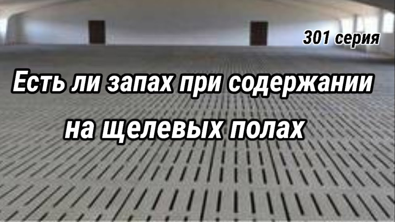 Почему в свинарнике отсутствует запах при содержании на щелевых полах