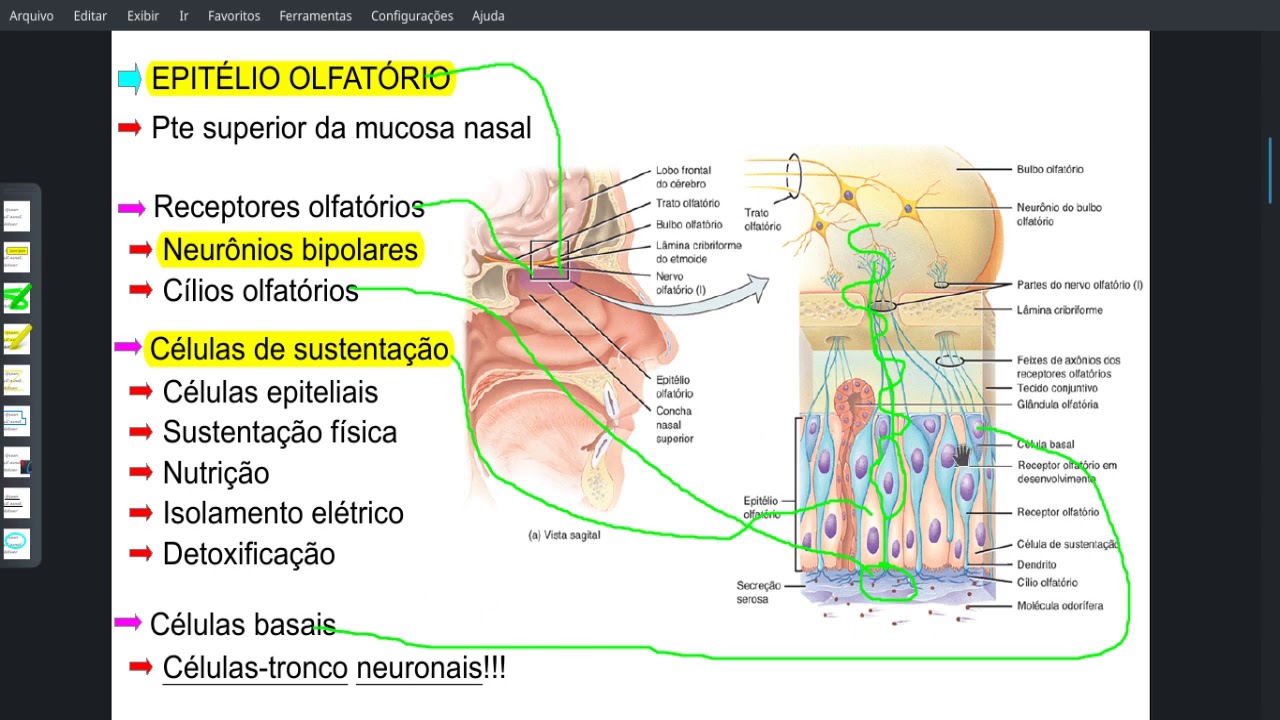 Olfato e Gustação