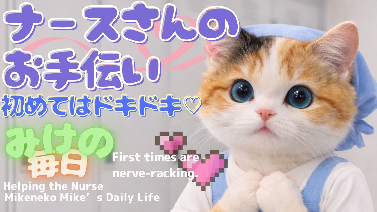 ナースさんのお手伝い♡『三毛猫みけの毎日』Mikeneko Mike’s Daily Life .　初めての出勤❣️の巻
