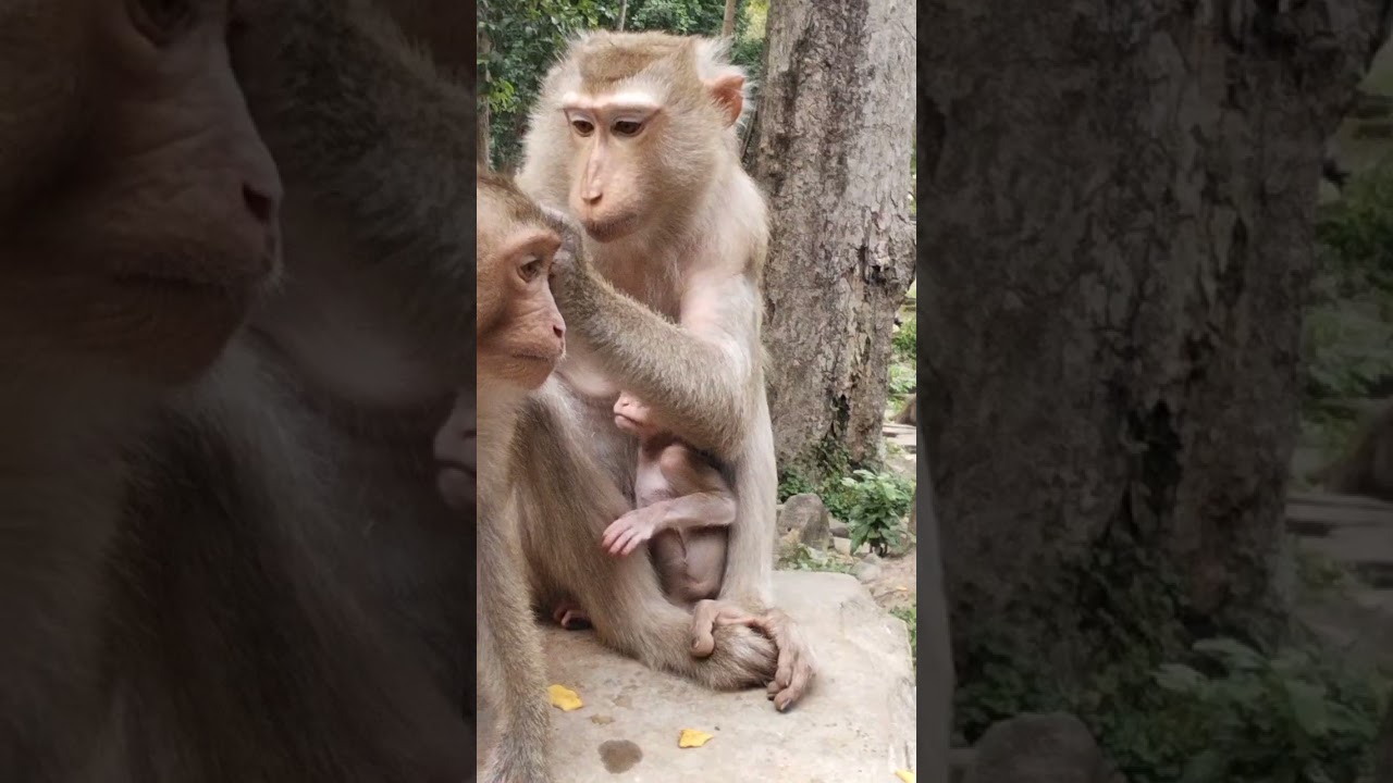 Great mommy monkey Katrina grooming for big and feeding to tiny baby 