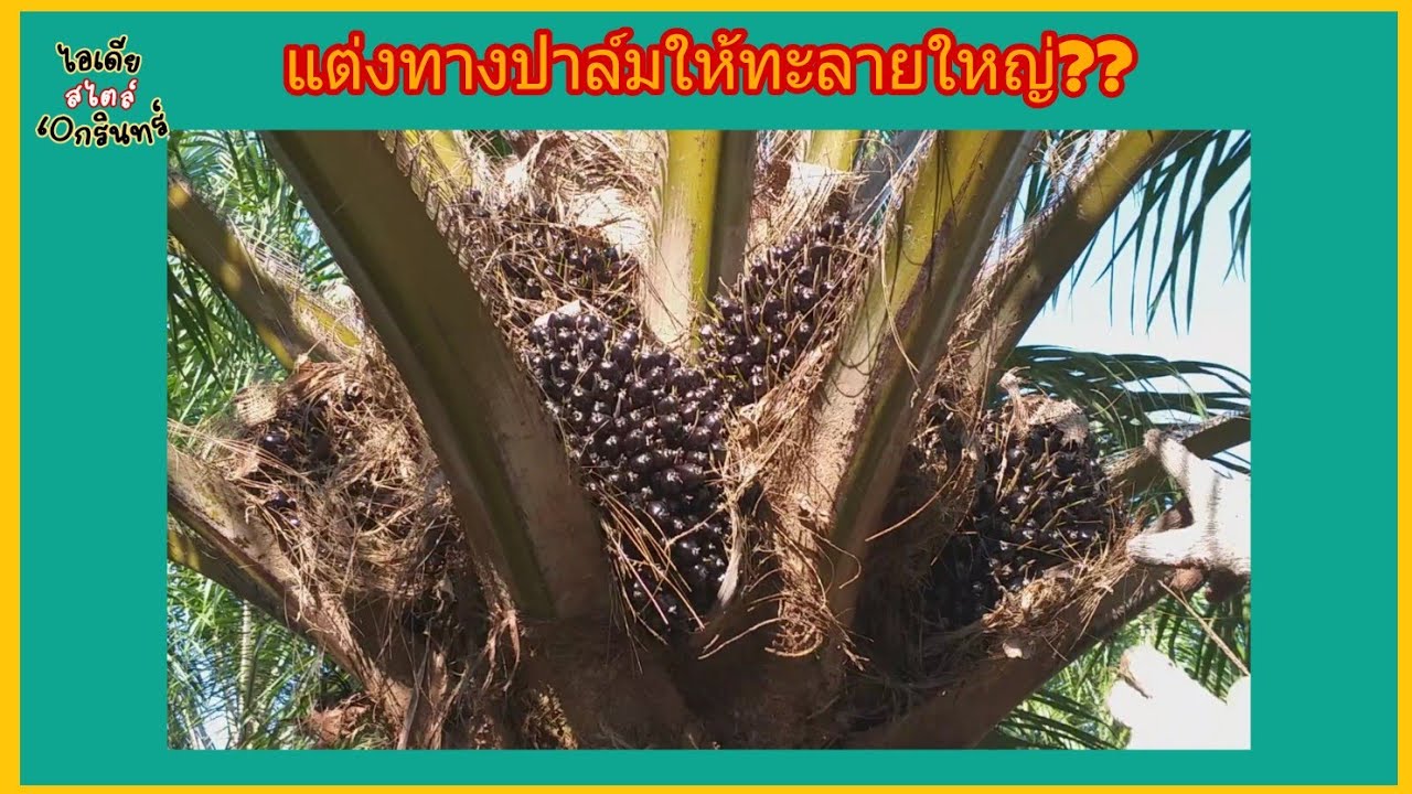 แต่งทางปาล์มน้ำมันทำให้ทะลายใหญ่จริงหรือ?? #แต่งทางปาล์ม #ตัดแต่งทางปาล์ม | ไอเดียสไตล์เอกรินทร์