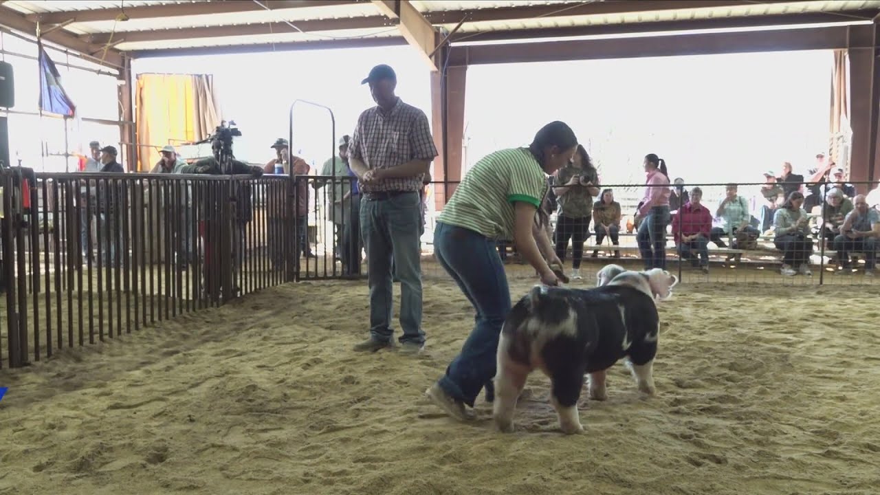 Smith County Youth Expo underway in 19th year